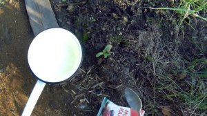 23 08 2017г посадка розы.