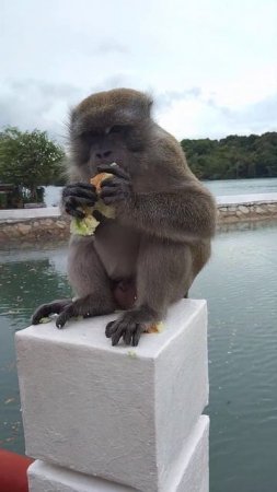 Kusu Island Singapore Southern Island 🏝️- 19 Nov 23 - Boy Monkey eats bread 🍞.