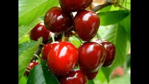 Черешня світхарт: сортові особливості та нюанси вирощування