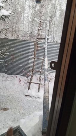 Воскресный обед для белок