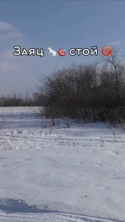 Заяц 🐇🎯 Стой 🚫