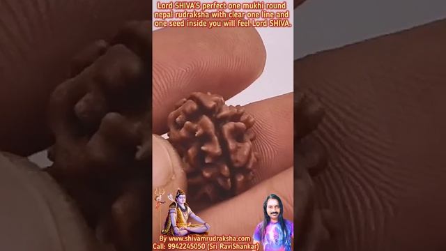 Lord SHIVA'S perfect one mukhi round nepal rudraksha with clear one line and one seed inside.