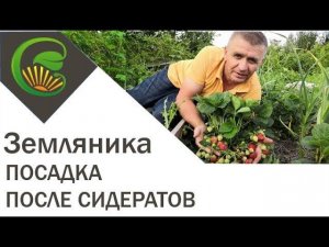 Замляника посадка после сидератов