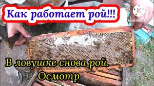 Рой первак уже с магазином! Привезли ловушку с новым роем! Осмотр 01.07.2022г