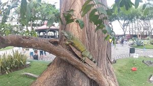 Iguana climbing up a Tree