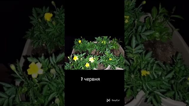 Вирощування лобелії від А до Я ❤️#лобелія#вирощуваннялобелії#EasyCut смотреть онлайн