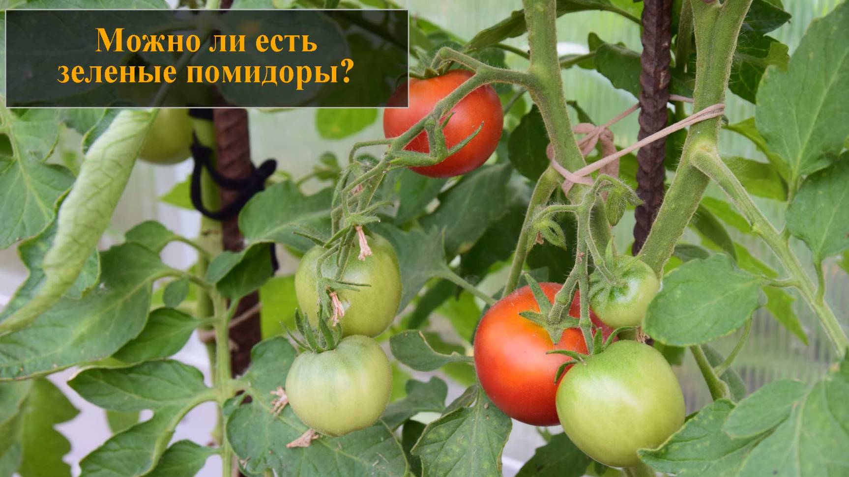 Можно ли есть зеленые помидоры смотреть онлайн