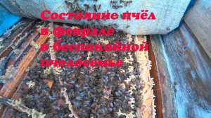 ПРИШЛИ МОРОЗЫ В ФЕВРАЛЕ, СОСТОЯНИЕ ПЧЕЛОСЕМЬИ, КОТОРАЯ ПОГНАЛА РАСПЛОД.