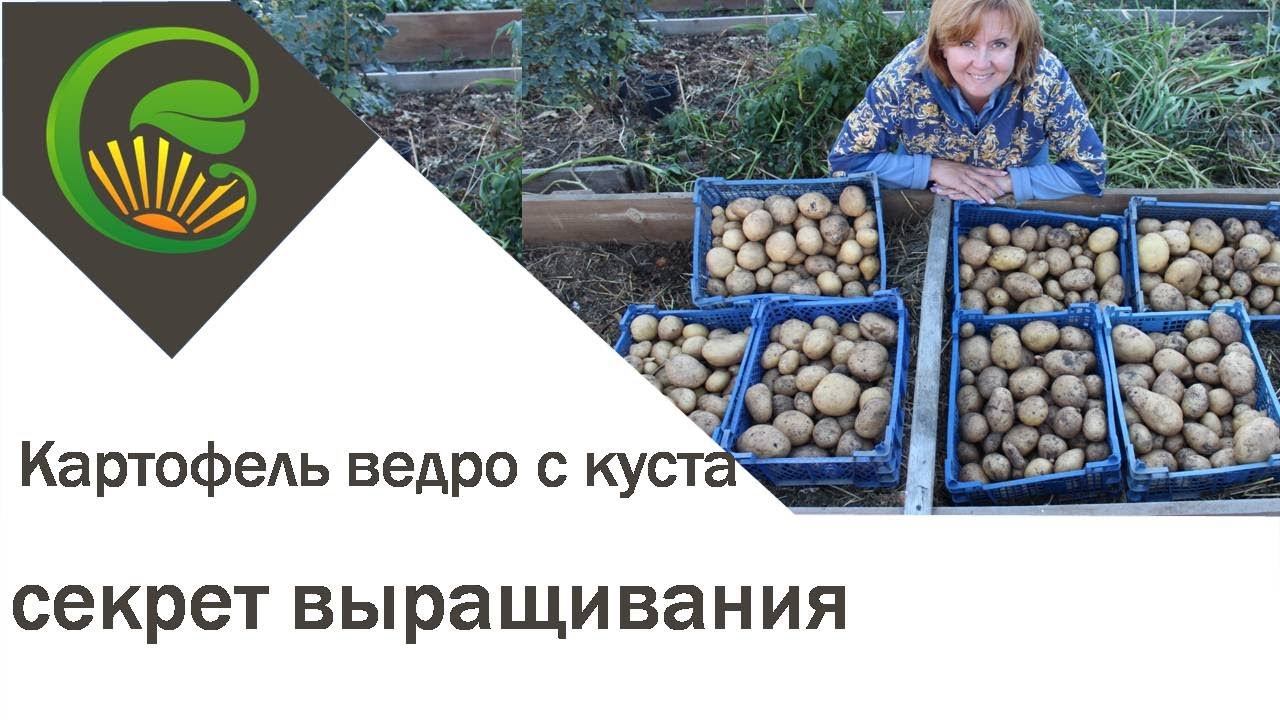 Картофель ведро с куста  Секрет выращивания