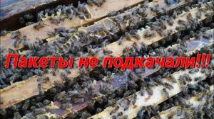 Пакеты не подкачали - мёда накачаем!!!