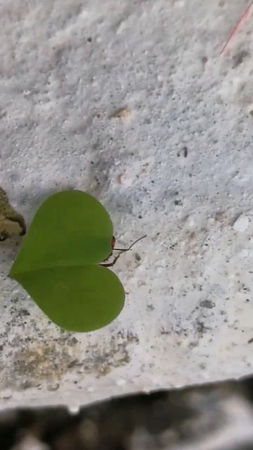 Atta leaf-cutter Ant carrying a heart shape leaf смотреть онлайн