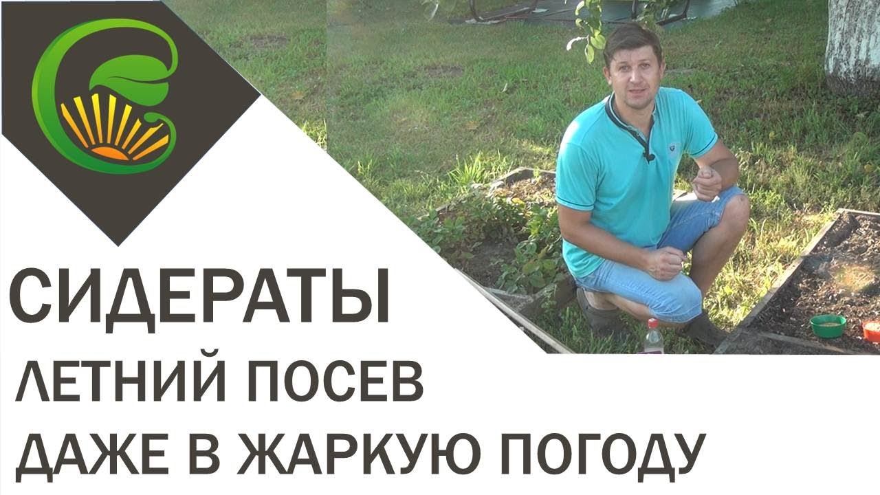 Сидераты посев в жару