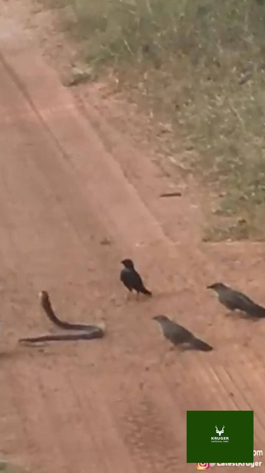 Angry birds
Отблагодарить автора:
4276 3800 4614 2027
СБЕР
angrybirds злыептицы птицы змея