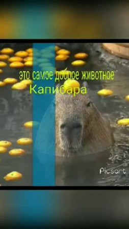 капибара