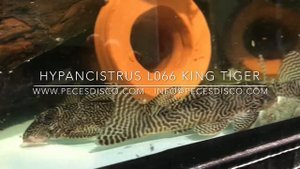 Hypancistrus L066 King Tiger