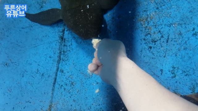 호주폐어에게 바나나를 손수 먹여봤습니다. смотреть онлайн