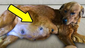 Восемнадцать жизней: история собаки Авы и её невероятного помёта