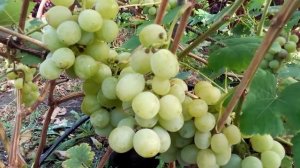 Виноград Смарагд справжній гігант Висока Піч Житомирщина як є