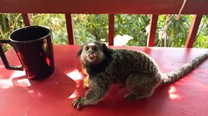 Обезьянка - мармозетка зашла отобедать.