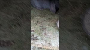 Для чего кроликов: осматриваю, взвешиваю, прививаю. Ответы на вопросы.
