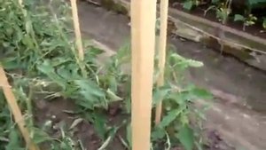 Способы подвязки помидоров, какие сорта помидор не подвязывают.mp4