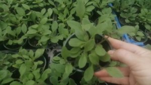 Укоренилась петуния? Делаем раз, делаем два! ✂️