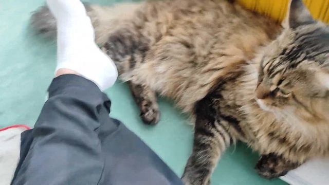 Кот 🐱 за рулём машины, купил кофе 🐱❤️👍@helenared смотреть онлайн