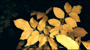 А  Толстой  Средь шумного бала, случайно #стихиолюбви #поэты19века