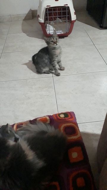 Не с кем Манки поиграть