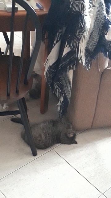 Коты и кардиган 
feat Египет ака Ginger