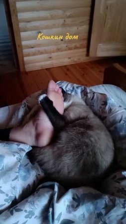 МОИ КОШКИ🐱🐈⬛🐱