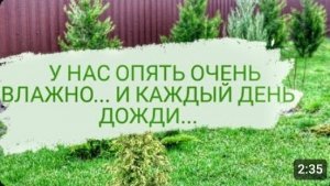 У НАС ОПЯТЬ ОЧЕНЬ ВЛАЖНО...И КАЖДЫЙ ДЕНЬ ИДУТ ДОЖДИ...4.04.2023г.