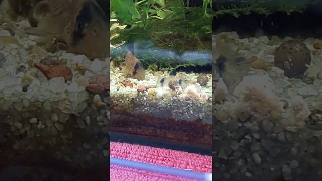Corydoras Panda unterschiedlichen Alters im Aufzuchtbecken. 💕 Einfach schön sie beim Aufwachsen zu. смотреть онлайн