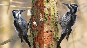 Дятлы весной