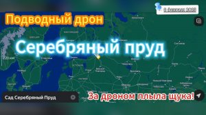 Исследование Серебряного пруда в СПб: Как подводный дрон открыл завесу повадок Окуней и Щуки