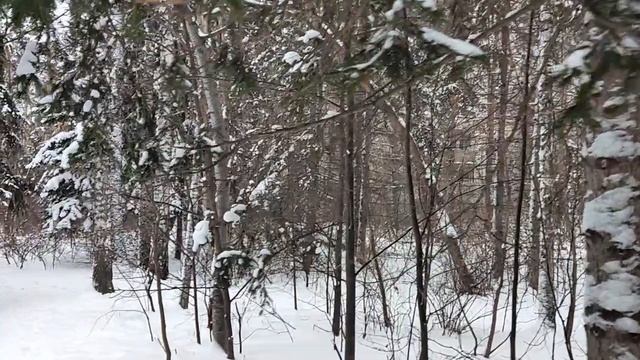 В лесу со зверями ☺️: разбираемся с понятием империи - хорошо, плохо, нейтрально? Центр - периферия