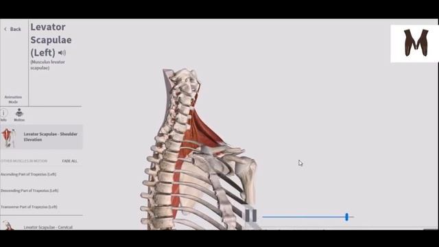 4. Поверхностные мышцы спины - детальный обзор 3д