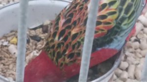 Parrots🦜🦜🦜😉, попугаи🐦🐦🐦bird 🐦 🐦 🐦 city  птицы в городе,