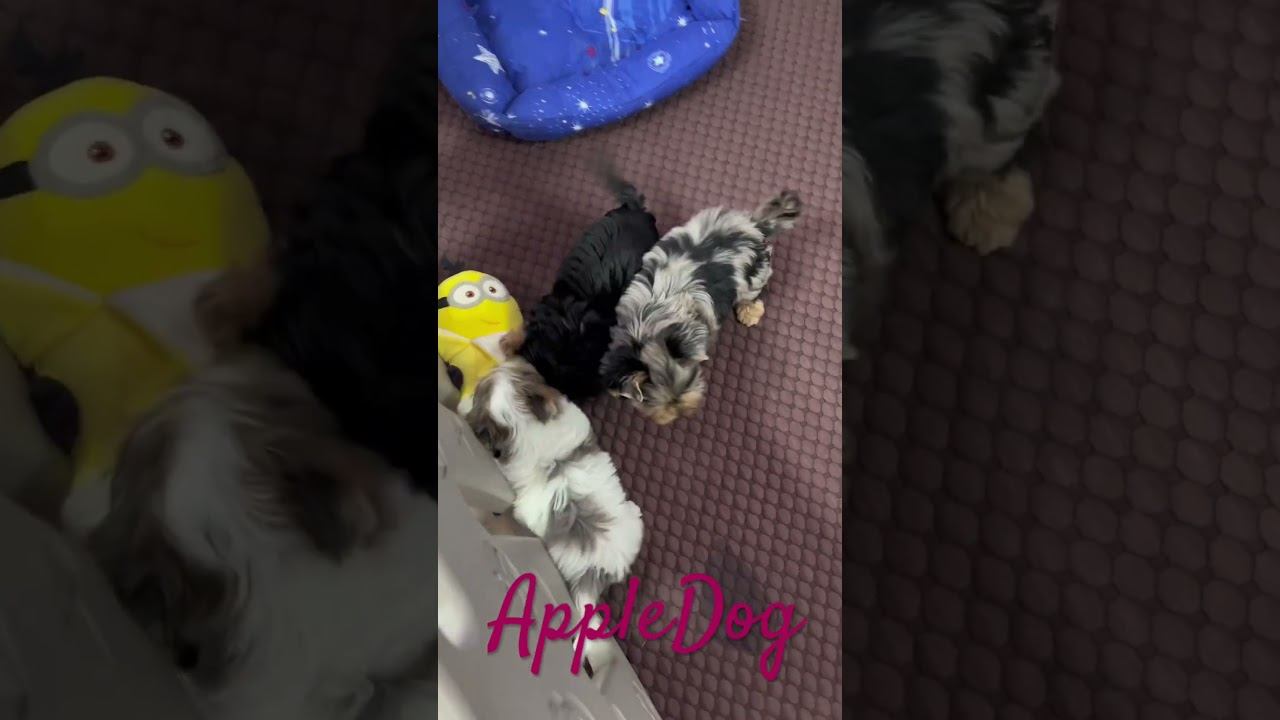 Цветные йорки Малышам 2 мес Продажа ☎️89101888188 Ольга #puppy #щенок #йорк #biewer #цветныейорки