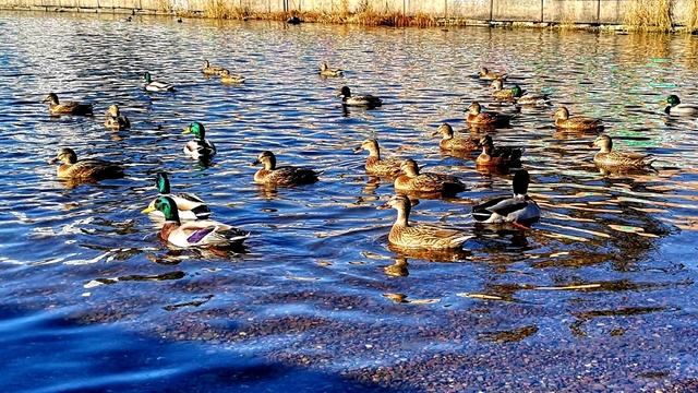 Осенняя  прогулка 2018