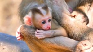 Mom отказывалась какое-то время кормить baby monkey Lily грудным молоком... 1000029246.mp4