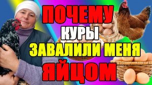 Почему мои куры ЗАВАЛИЛИ меня яйцом. Мои секреты.