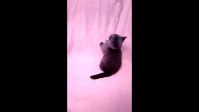 Элитный мальчик Лексус! Британский котенок голубого окраса из питомника! смотреть онлайн