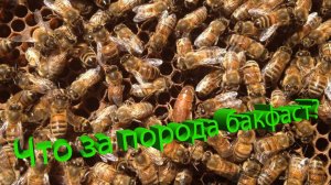 Профессор Кашковский: Что за порода бакфаст?