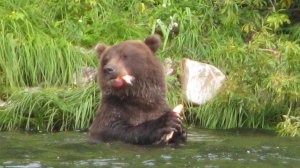 2. Камчатка 2020. Сплав по реке Быстрой