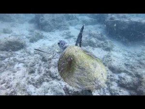 ОАЭ Дайвинг 1