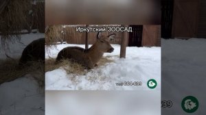 В Иркутском Зоосаде есть не только животные, но и много других развлечений
