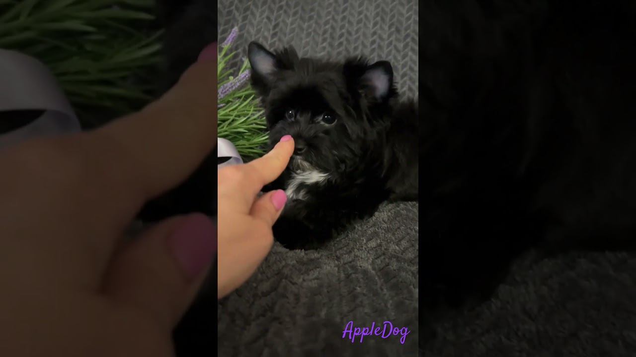 Черный йорк девочка др 09.05.2024 Продается‼️ ☎️ +79101888188 Ольга #puppy #йоркищенки #yorkie #йорк