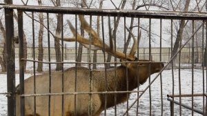 Абаканский зоопарк предлагает взять животных под опеку