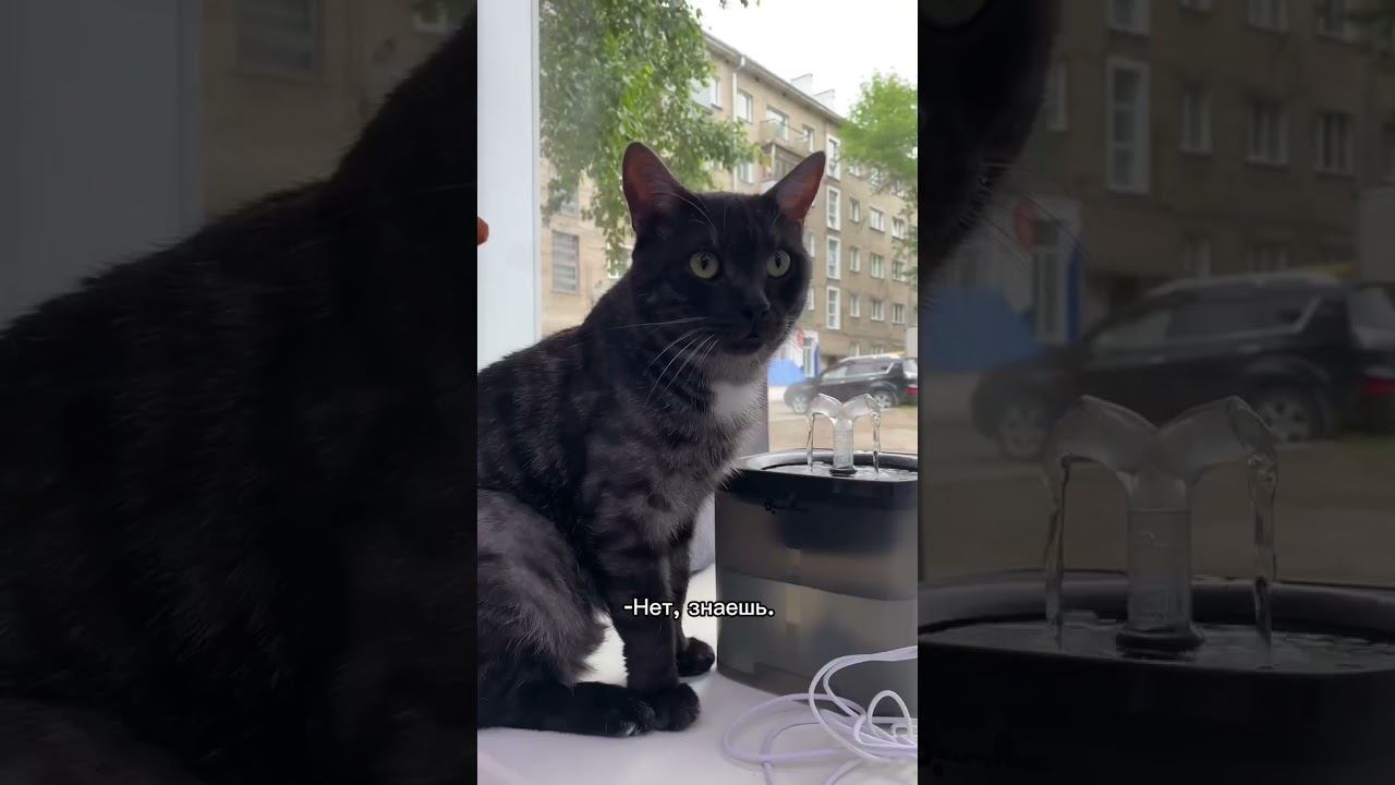-Мы один кот?